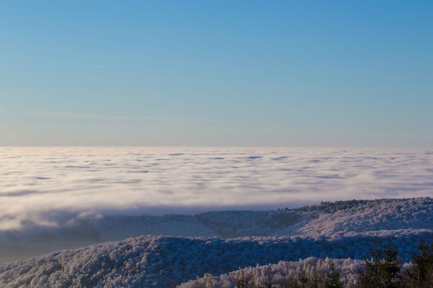 Frozen Forest On Christmas