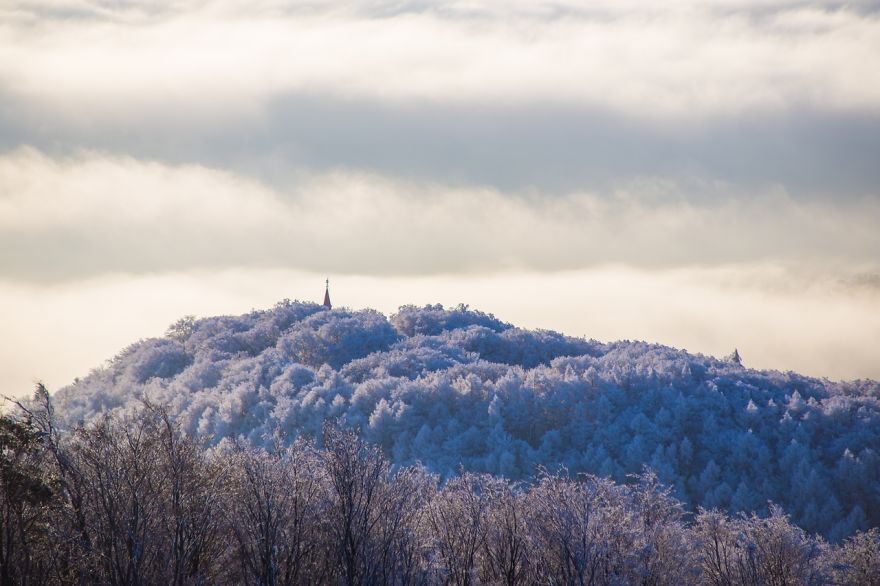 Frozen Forest On Christmas