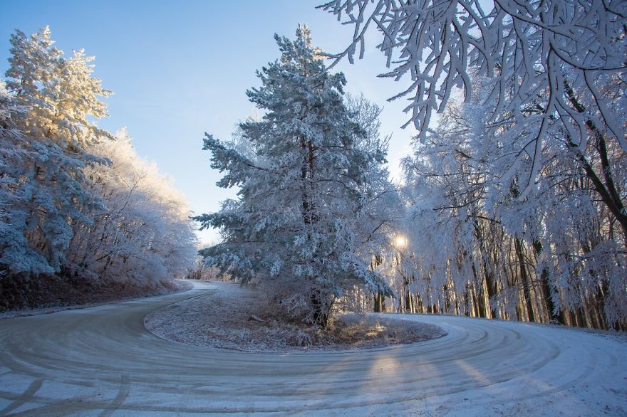 Frozen Forest On Christmas