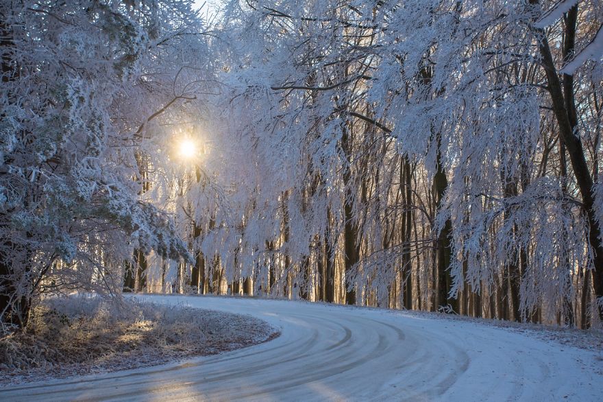 Frozen Forest On Christmas