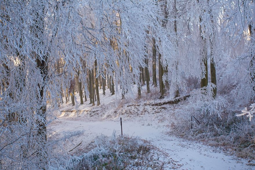 Frozen Forest On Christmas