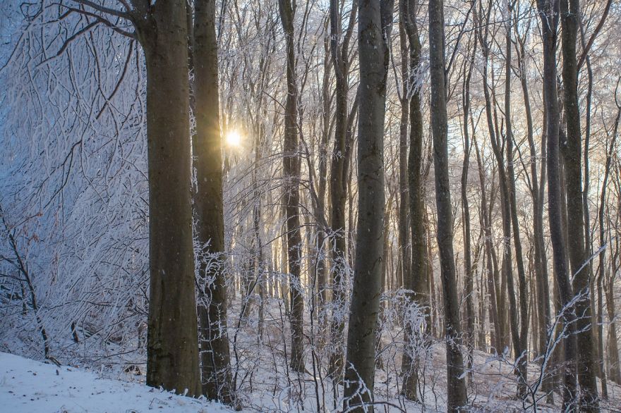 Frozen Forest On Christmas