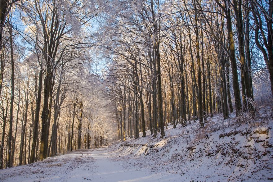 Frozen Forest On Christmas