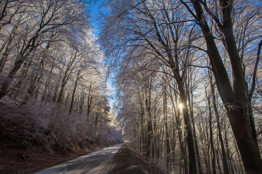 Frozen Forest On Christmas