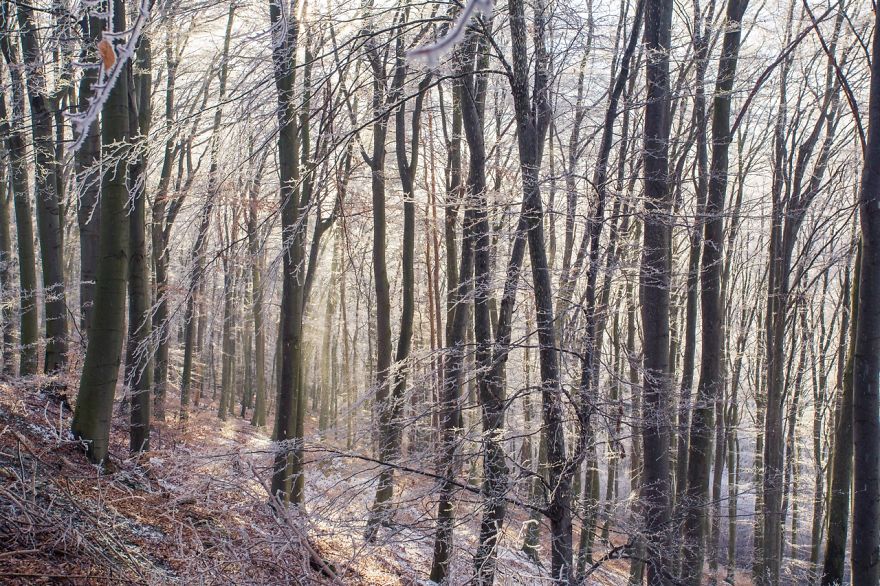 Frozen Forest On Christmas
