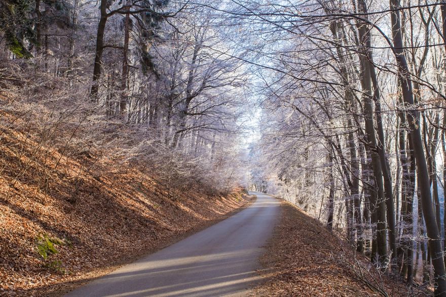 Frozen Forest On Christmas