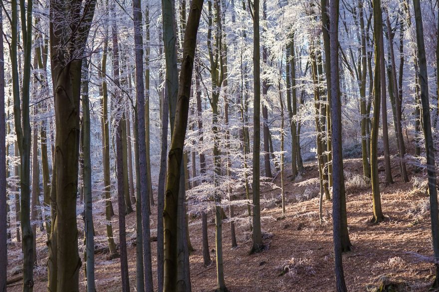 Frozen Forest On Christmas