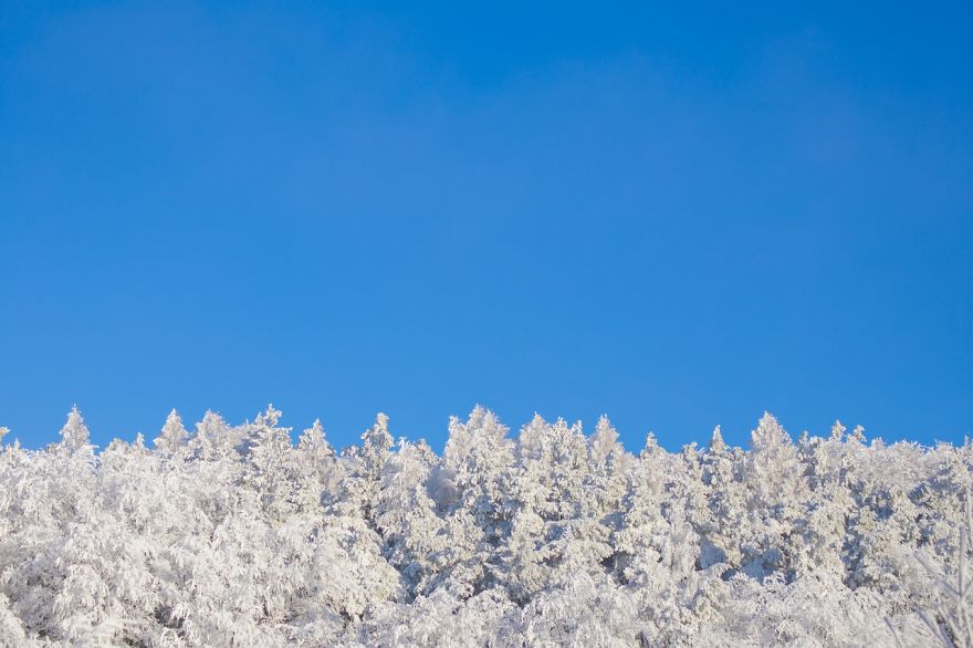 Frozen Forest On Christmas