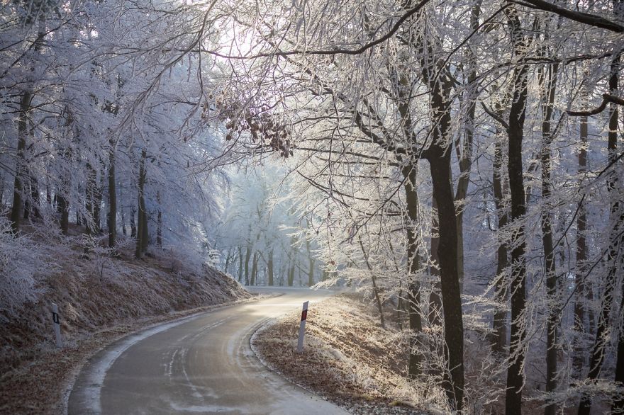 Frozen Forest On Christmas