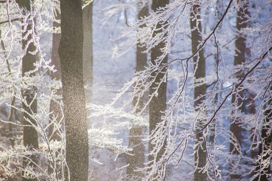 Frozen Forest On Christmas