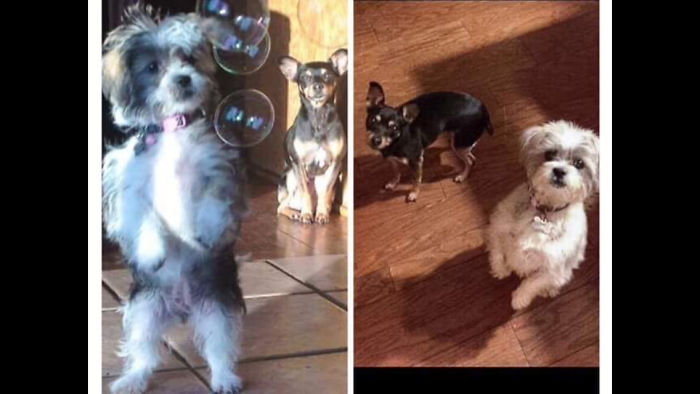 The Fluffy One And The Tiny Neurotic One