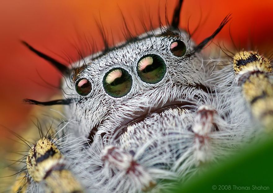 Incredible Macro Photography: The Invisible World Incredible Macro Photography: The Invisible World