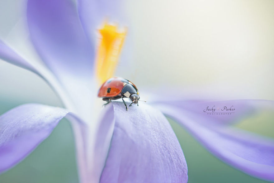 Incredible Macro Photography: The Invisible World