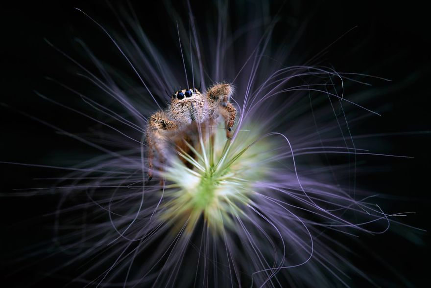 Incredible Macro Photography: The Invisible World Incredible Macro Photography: The Invisible World