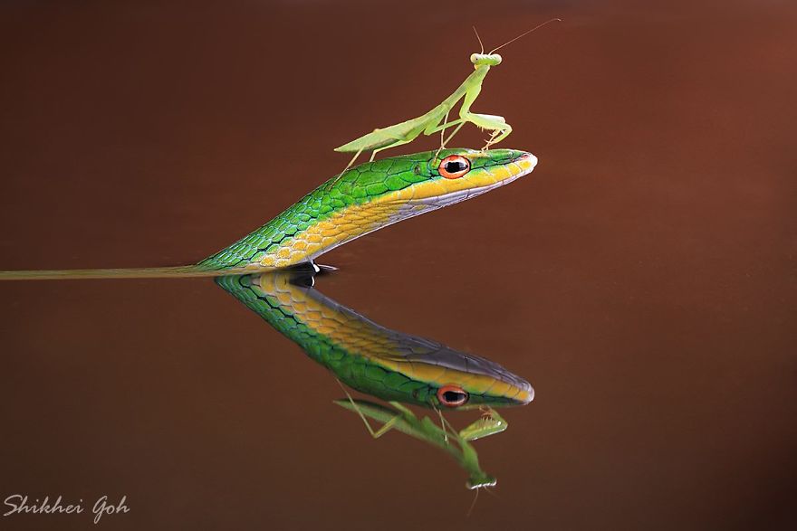 Incredible Macro Photography: The Invisible World Incredible Macro Photography: The Invisible World