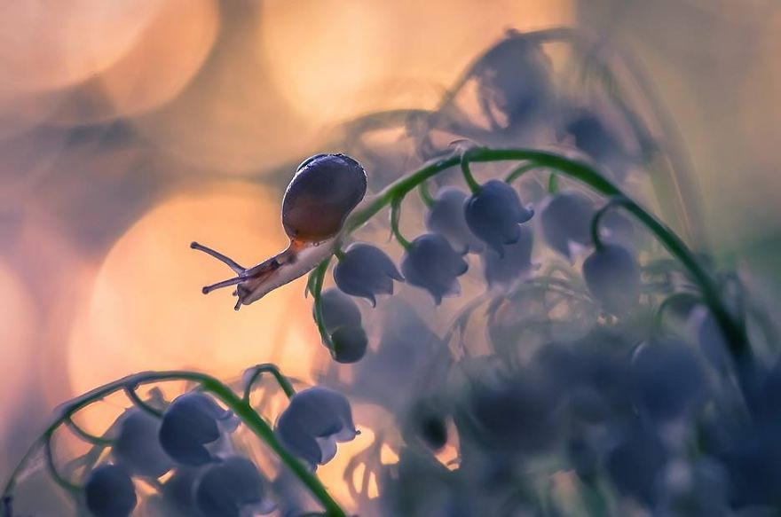 Incredible Macro Photography: The Invisible World Incredible Macro Photography: The Invisible World