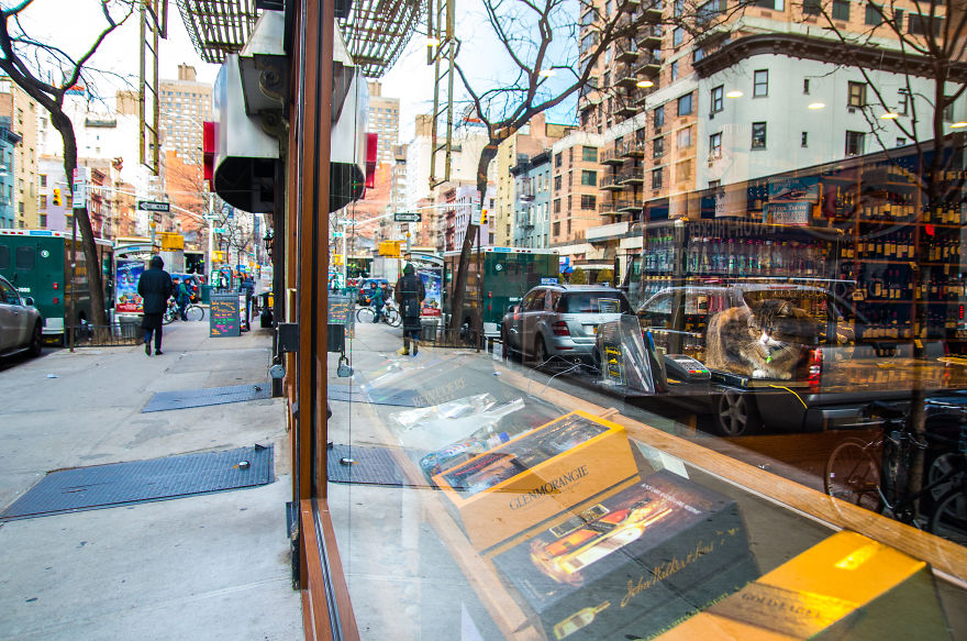 I Spent Last Summer Photographing Cats In Shops All Over NYC