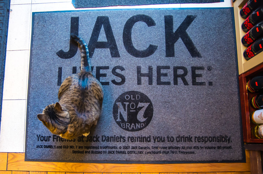 I Spent Last Summer Photographing Cats In Shops All Over NYC