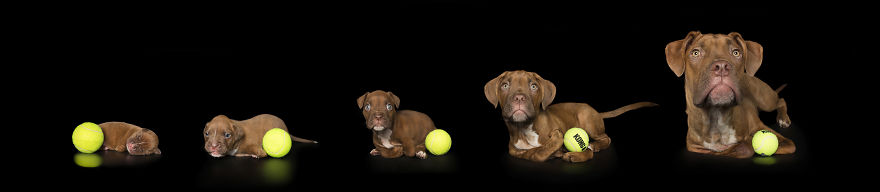 Disabled Puppy Abandoned In Dumpster Finally Gets His Wheels