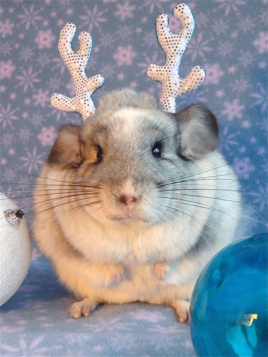 Dashing Through The... No.