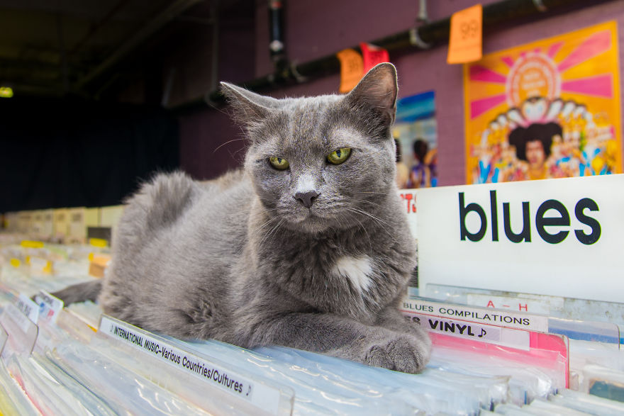 I Spent Last Summer Photographing Cats In Shops All Over NYC I Spent Last Summer Photographing Cats In Shops All Over NYC