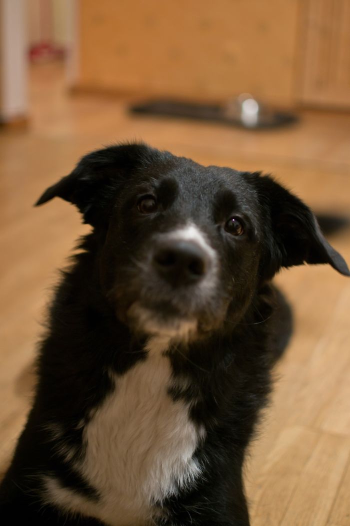 Before & After Being Called A Good Boy