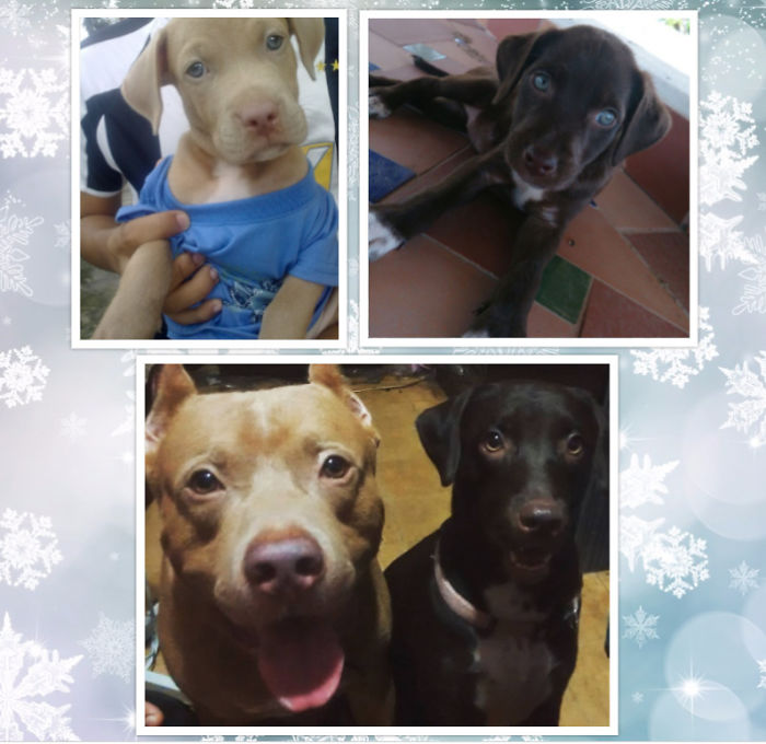 Lex (pitbull) Was The Spoiled Child Until Leah (our Adopted Baby) Came Along, Now They Are Inseparable :)