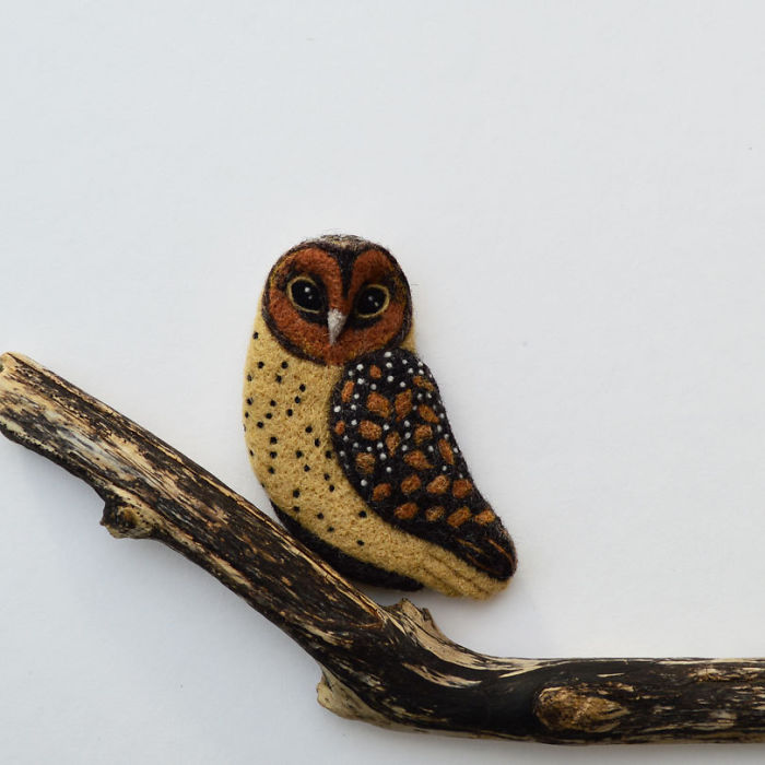 Tasmanian Masked Owl