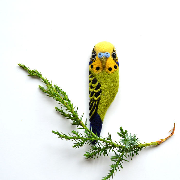 Budgerigar