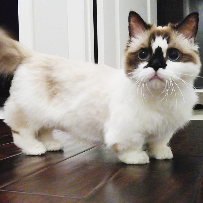 Meet Albert, The Cutest Munchkin Cat With Unique “Skull” Nose And 450,000 Followers Meet Albert, The Cutest Munchkin Cat With Unique “Skull” Nose And 450,000 Followers