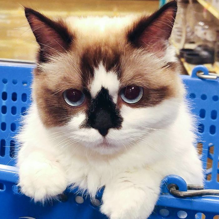 Meet Albert, The Cutest Munchkin Cat With Unique “Skull” Nose And 450,000 Followers Meet Albert, The Cutest Munchkin Cat With Unique “Skull” Nose And 450,000 Followers