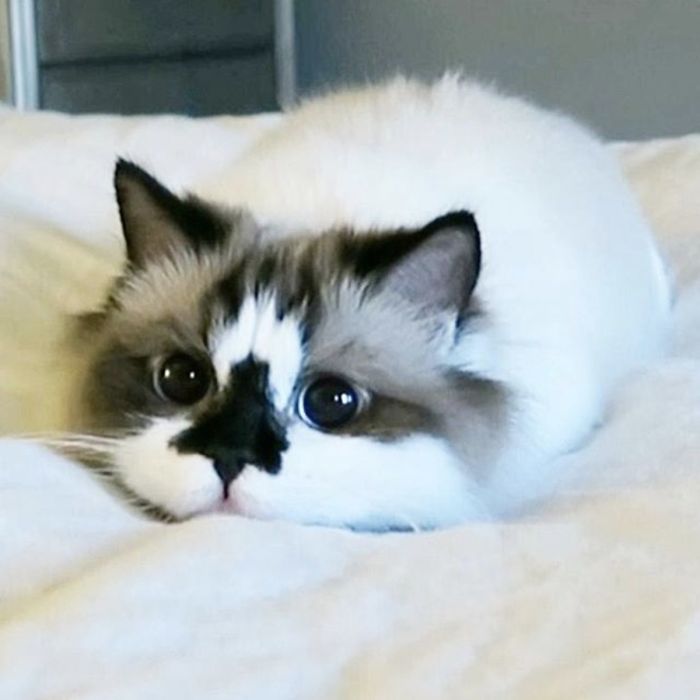 Meet Albert, The Cutest Munchkin Cat With Unique “Skull” Nose And 450,000 Followers Meet Albert, The Cutest Munchkin Cat With Unique “Skull” Nose And 450,000 Followers