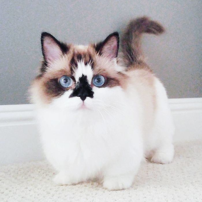 Meet Albert, The Cutest Munchkin Cat With Unique “Skull” Nose And 450,000 Followers Meet Albert, The Cutest Munchkin Cat With Unique “Skull” Nose And 450,000 Followers