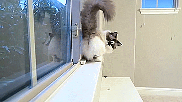 Meet Albert, The Cutest Munchkin Cat With Unique “Skull” Nose And 450,000 Followers Meet Albert, The Cutest Munchkin Cat With Unique “Skull” Nose And 450,000 Followers