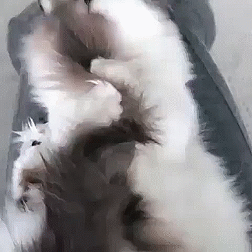 Meet Albert, The Cutest Munchkin Cat With Unique “Skull” Nose And 450,000 Followers Meet Albert, The Cutest Munchkin Cat With Unique “Skull” Nose And 450,000 Followers