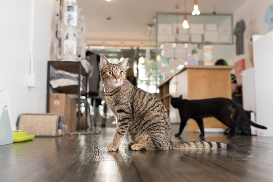 I Spent Last Summer Photographing Cats In Shops All Over NYC I Spent Last Summer Photographing Cats In Shops All Over NYC