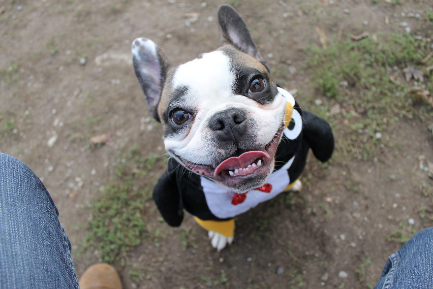 Meet Titus, My Dog Who Has A RBF