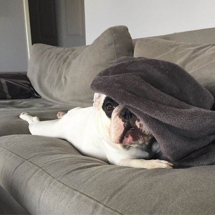 My Dog Looks Exactly Like The Bored Panda Logo My Dog Looks Exactly Like The Bored Panda Logo