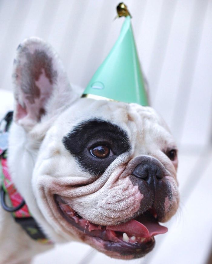 My Dog Looks Exactly Like The Bored Panda Logo My Dog Looks Exactly Like The Bored Panda Logo