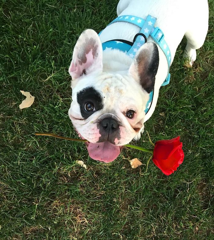My Dog Looks Exactly Like The Bored Panda Logo My Dog Looks Exactly Like The Bored Panda Logo