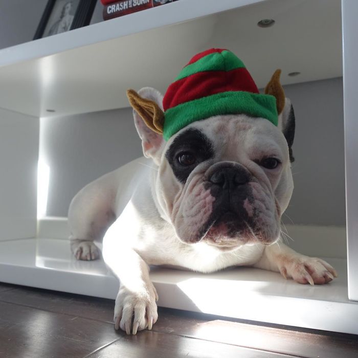 My Dog Looks Exactly Like The Bored Panda Logo My Dog Looks Exactly Like The Bored Panda Logo