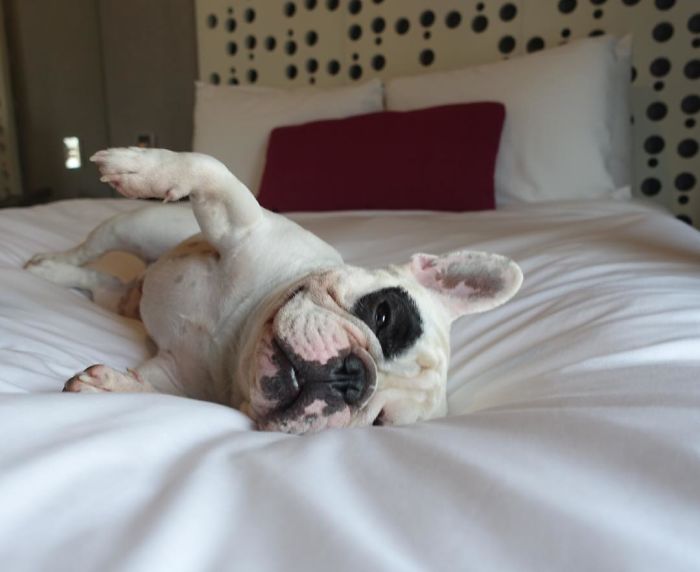 My Dog Looks Exactly Like The Bored Panda Logo My Dog Looks Exactly Like The Bored Panda Logo