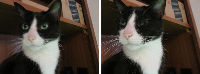 Before And After Being Called A Good Boy (norman)