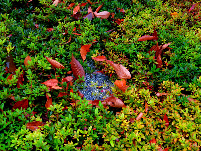 Four Views Of Autumn In Japan