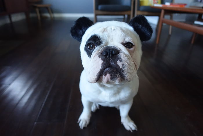 My Dog Looks Exactly Like The Bored Panda Logo