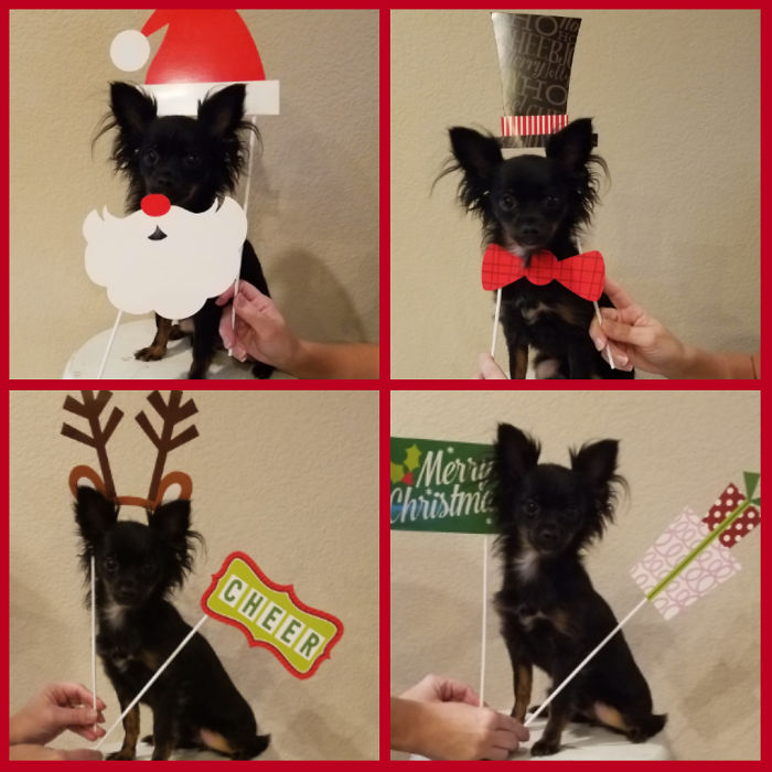 So Excited For My First Christmas!