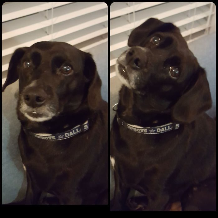 Willie-he's A Good Dog!