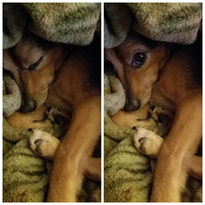 Before And After Louie Is Called A Good Boy!