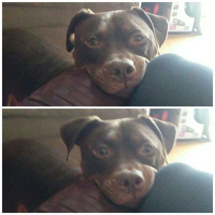 Before And After Being Told, "good Boy".