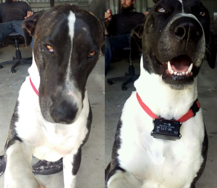 Deezel : Before And After Being Called A Good Boy :0*)